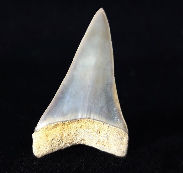 Carcharodon hastalis (AGASSIZ 1838) - Bild © FossNet FossilienStore